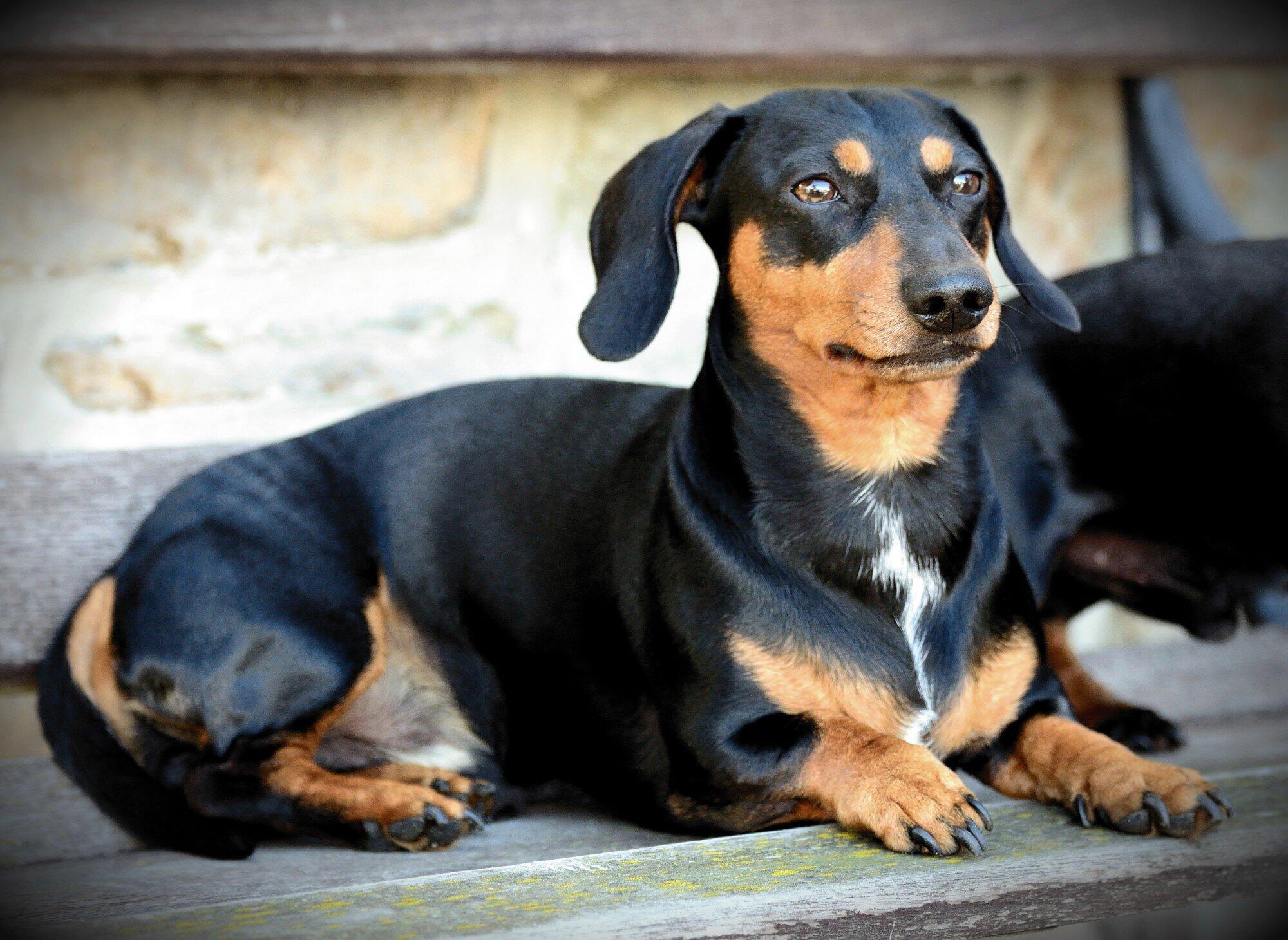 Support Animals in Rentals: Best Practices for Orlando Landlords