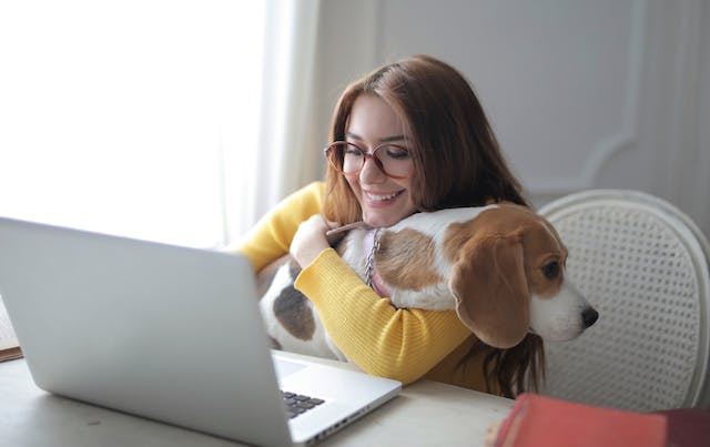 person-in-yellow-sweater-holding-brown-and-white-short-coated-dog